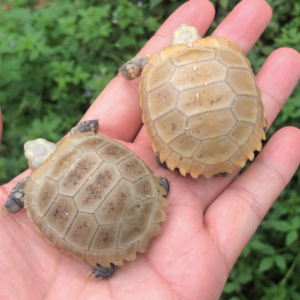 elongated tortoise for sale 300x300