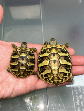 hermanns tortoise for sale