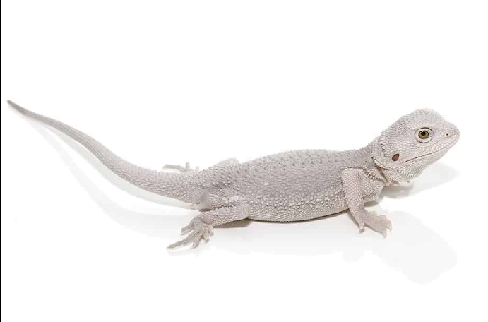 hypo zero bearded dragon