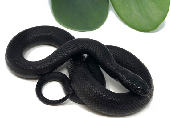 mexican black kingsnake for sale