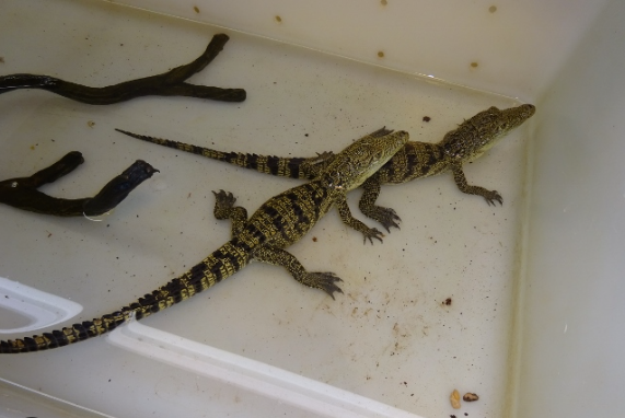 morelet’s crocodile for sale