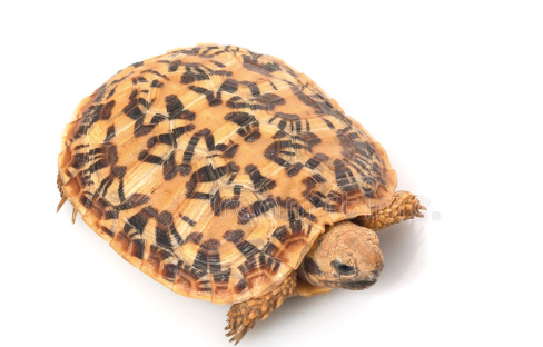 pancake tortoise for sale