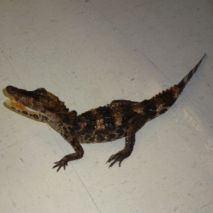 smooth front caiman for sale