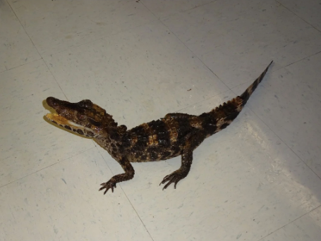 smooth front caiman for sale