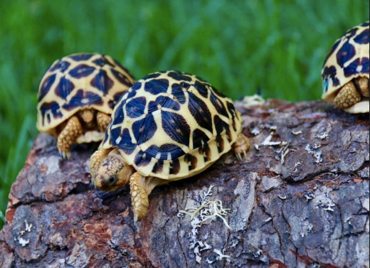 sri lankan star tortoise for sale