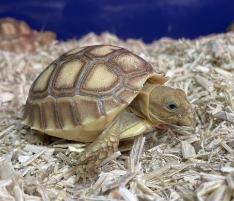 sulcata tortoise for sale