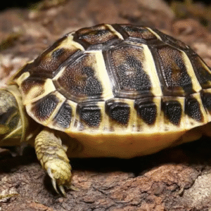 tuscan western hermann’s tortoise for sale