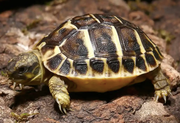 tuscan western hermann’s tortoise for sale