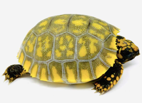 yellow foot tortoise for sale