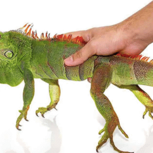 2 3 foot green iguana for sale