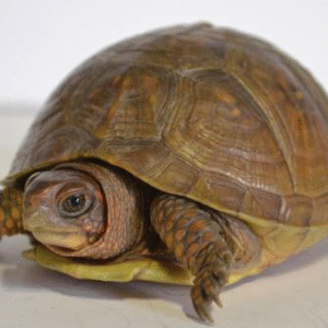 3 toed box turtle for sale