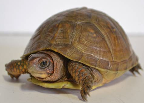 3 toed box turtle for sale