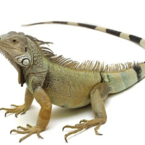 4 5 foot green iguana for sale