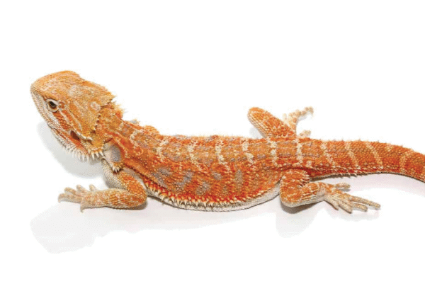 8 10 inch hypo inferno blue bar bearded dragon for sale