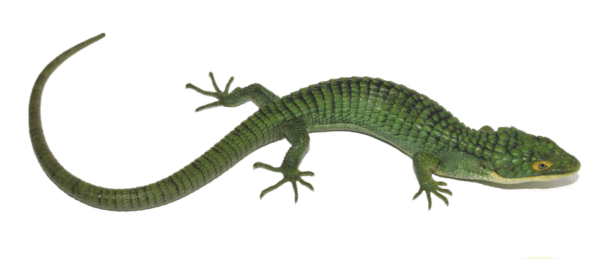 mexican alligator lizard for sale (abronia graminea)