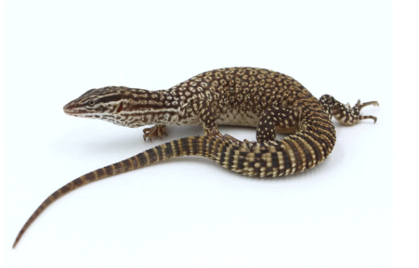 ackie monitor for sale