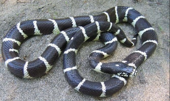 african garter snake for sale