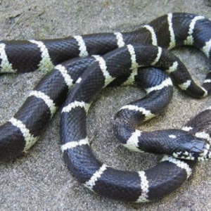 african garter snake for sale