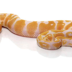 albino ball python for sale