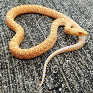 albino bull snake for sale