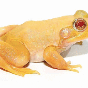 albino bullfrog for sale