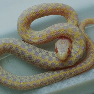 albino checkered garter snake for sale