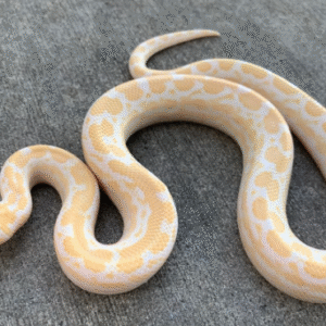 albino columbian boa for sale