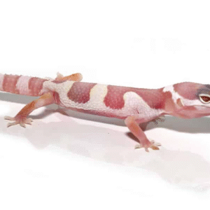 albino mack snow leopard gecko for sale