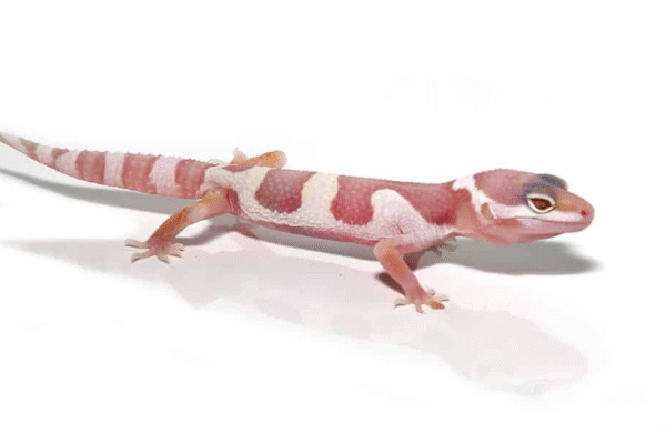 albino mack snow leopard gecko for sale