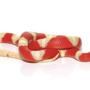 albino nelson’s milk snake