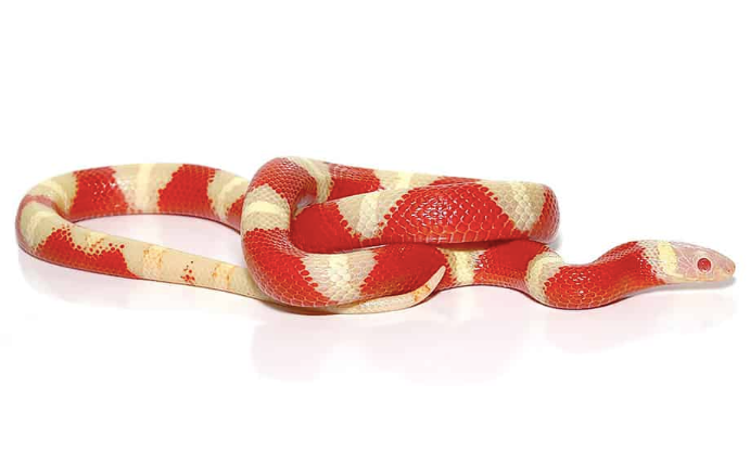 albino nelson’s milk snake
