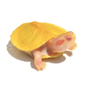 albino red eared slider turtle for sale