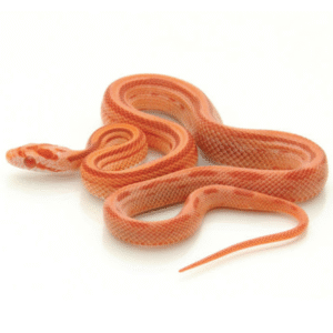 albino striped corn snake for sale