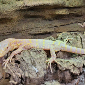albino asian water monitor for sale