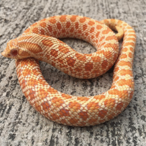 albino western hognose snake for sale