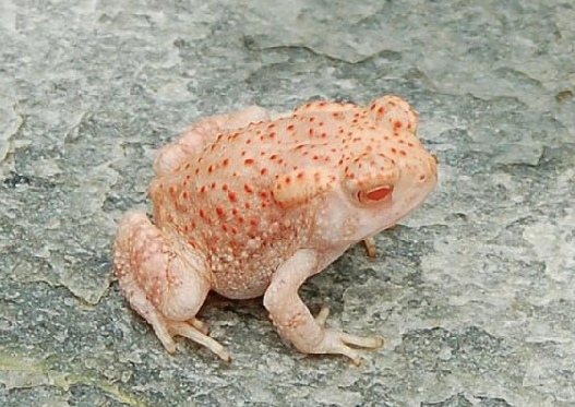 albino woodhouse toad for sale