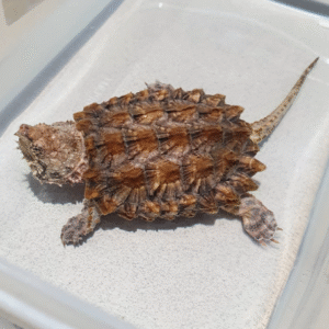 alligator snapping turtle for sale