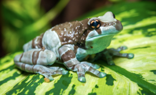 amazon milk frog for sale
