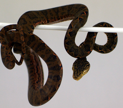 amazon tree boa for sale