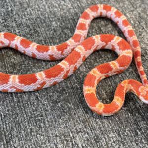 amel corn snake for sale