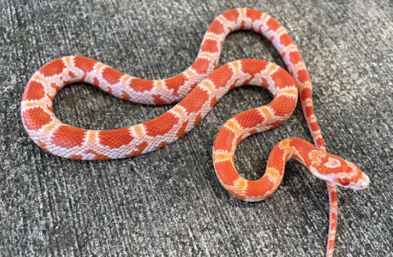 amel corn snake for sale