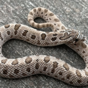 anaconda western hognose snake for sale