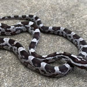 anery cornsnake for sale