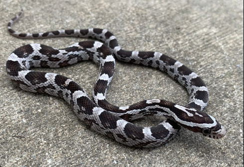 anery cornsnake for sale