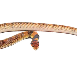 angolan coral cobra for sale