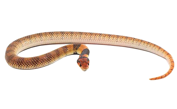 angolan coral cobra for sale
