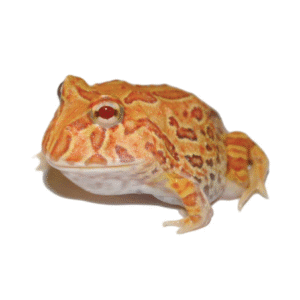 apricot pacman frog for sale