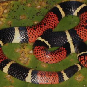 aquatic coral snake for sale