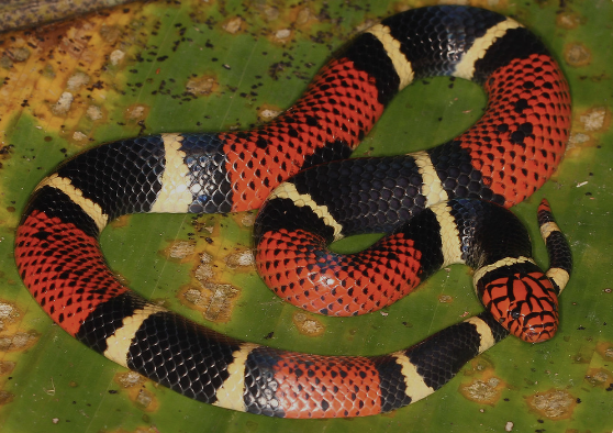 aquatic coral snake for sale