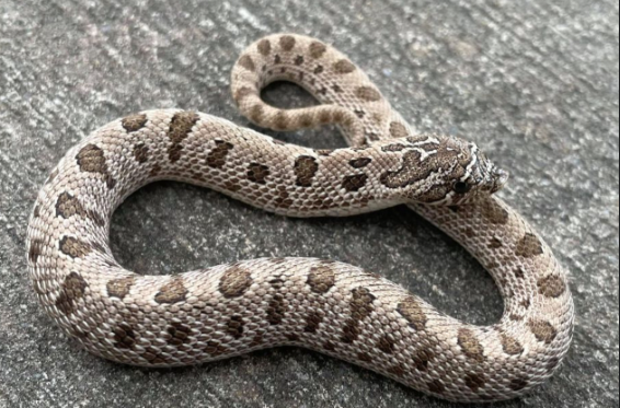 arctic hognose snake for sale